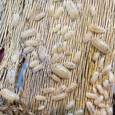 Armadillidium Nasatum White Out